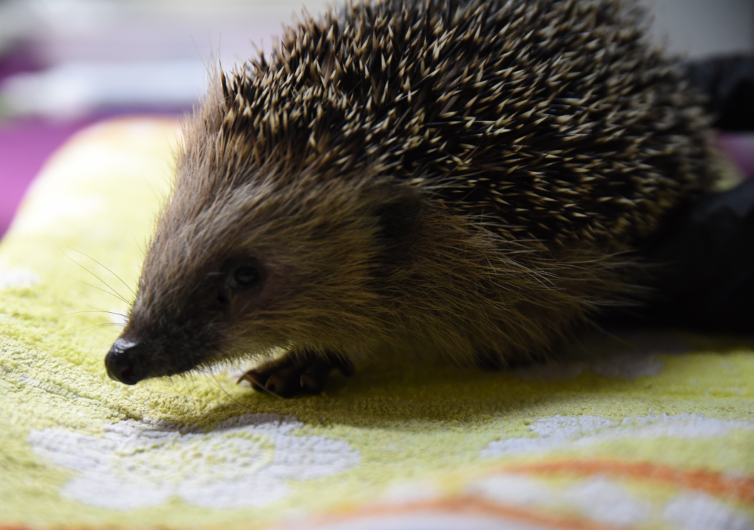 Igelstation: Hilfe für kranke und junge Igel