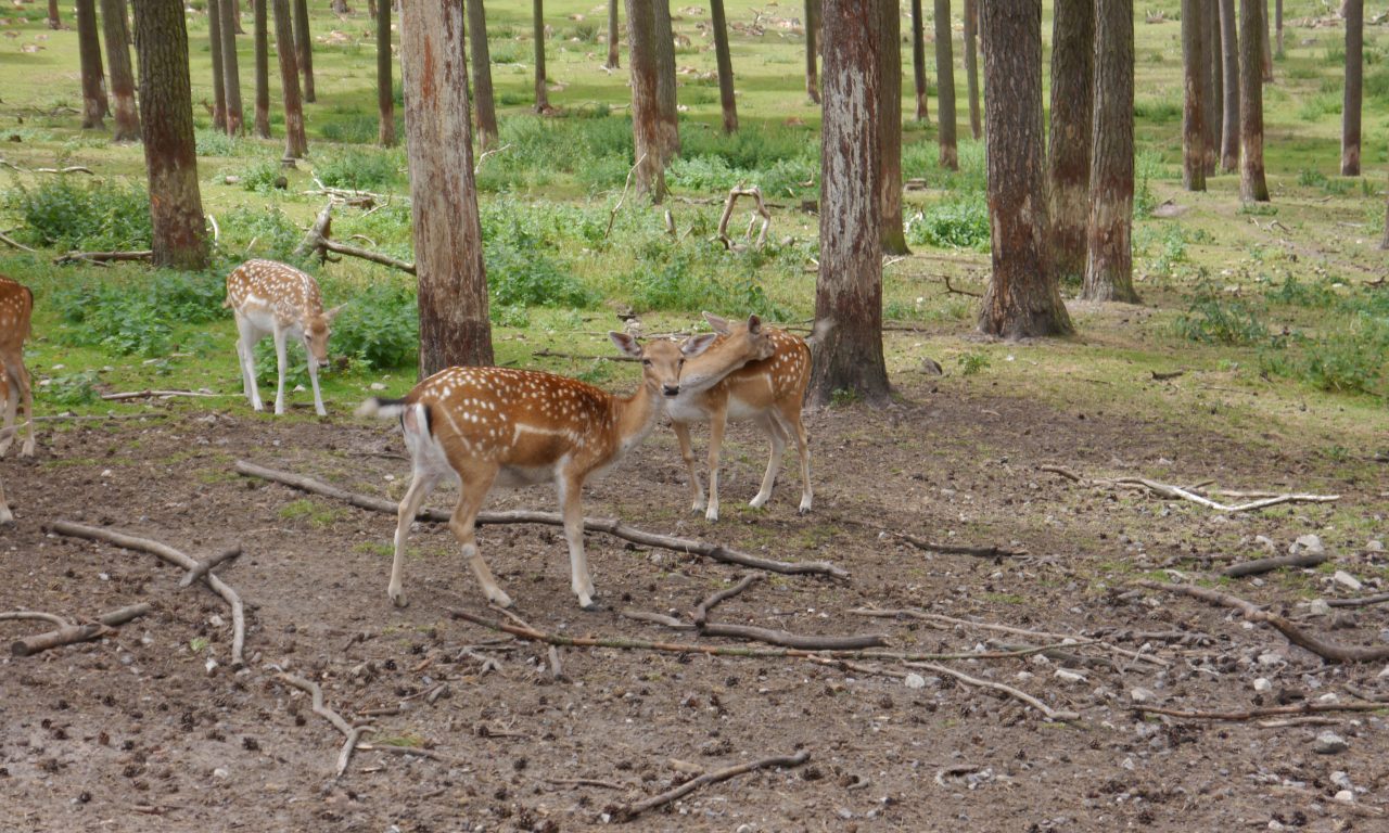 Jagdschein mit 19 Jahren
