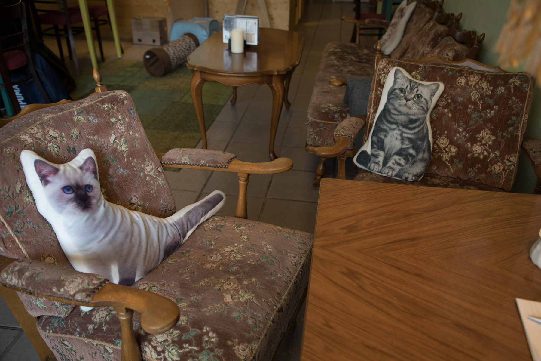 Kaffee, Kuchen, Katzen