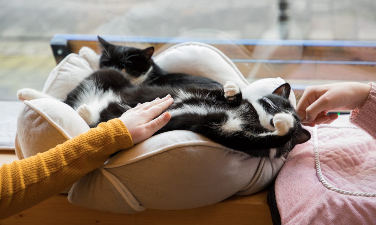 Kaffee, Kuchen, Katzen