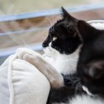 Kaffee, Kuchen, Katzen