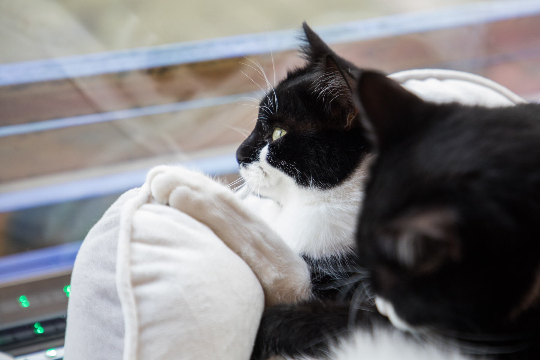 Kaffee, Kuchen, Katzen