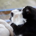 Kaffee, Kuchen, Katzen