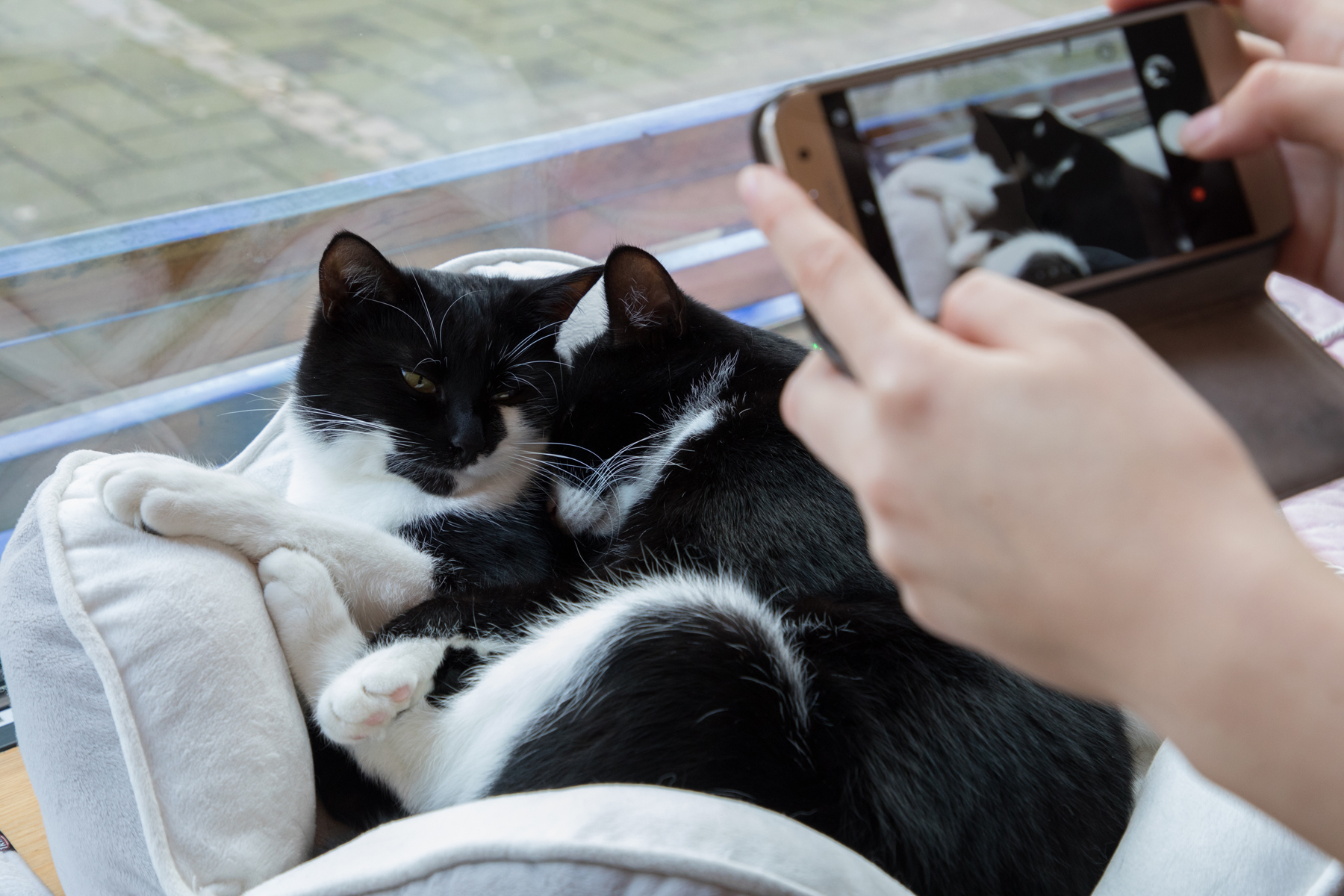 Kaffee, Kuchen, Katzen