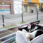 Kaffee, Kuchen, Katzen