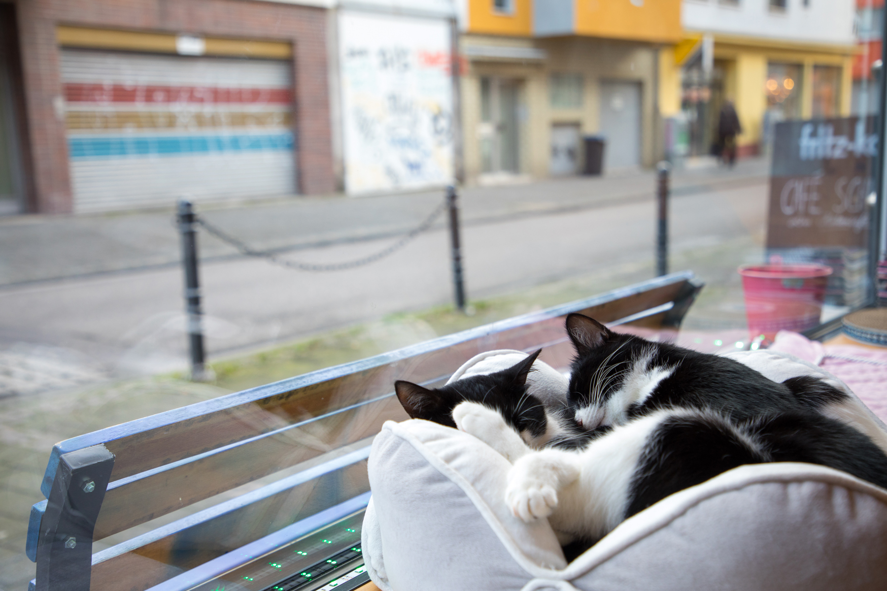 Kaffee, Kuchen, Katzen