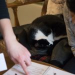 Kaffee, Kuchen, Katzen