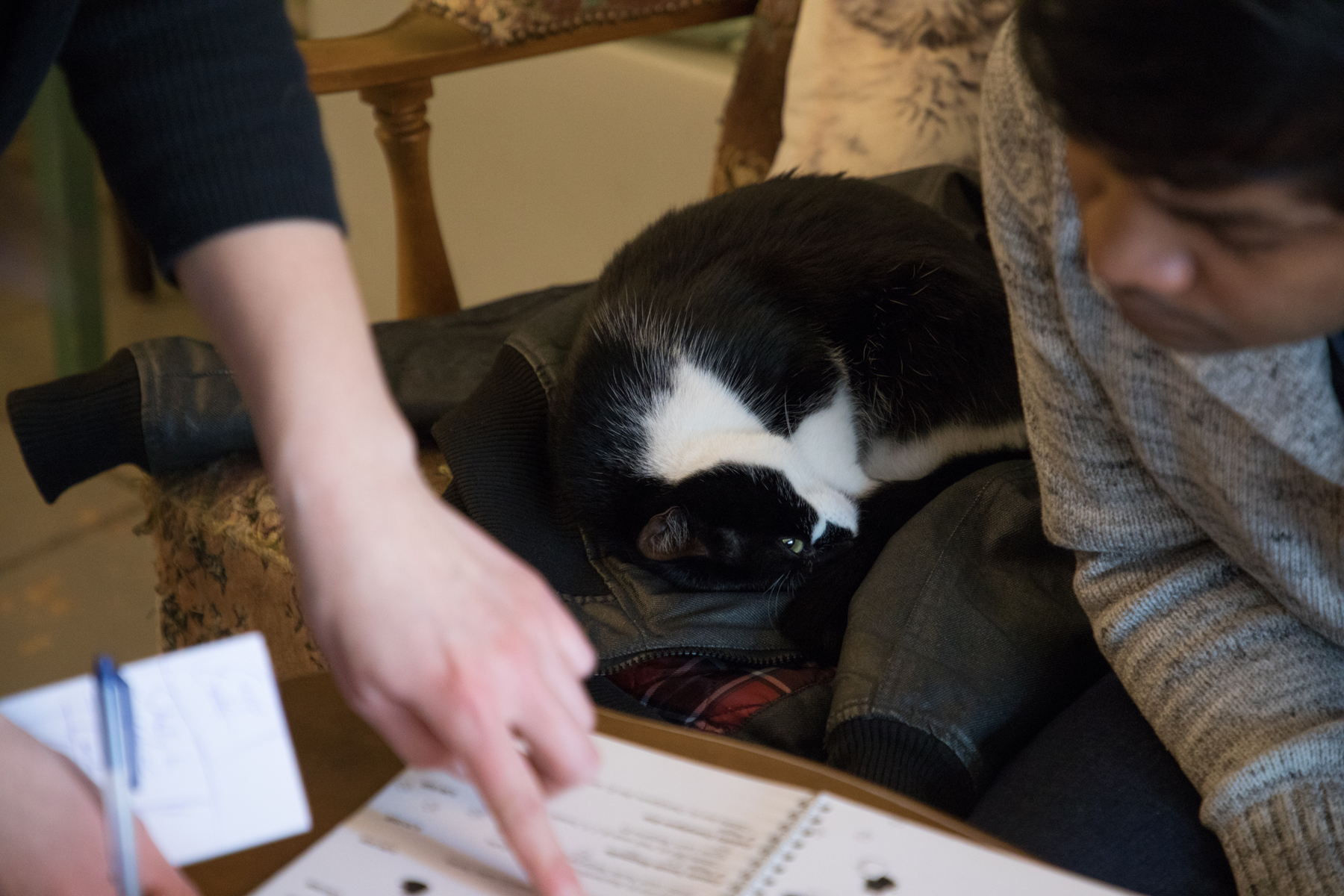 Kaffee, Kuchen, Katzen