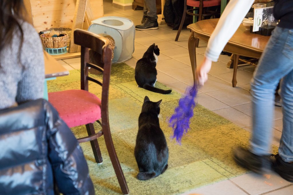 Katzencafé Köln
