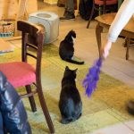 Kaffee, Kuchen, Katzen