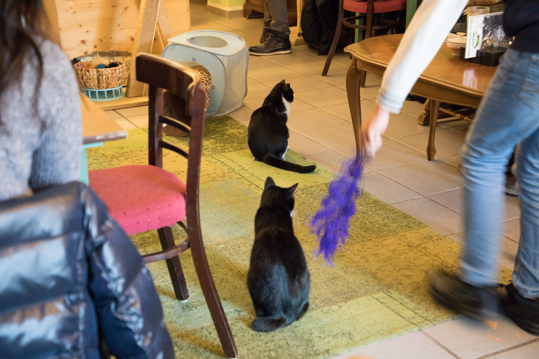 Kaffee, Kuchen, Katzen