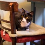 Kaffee, Kuchen, Katzen