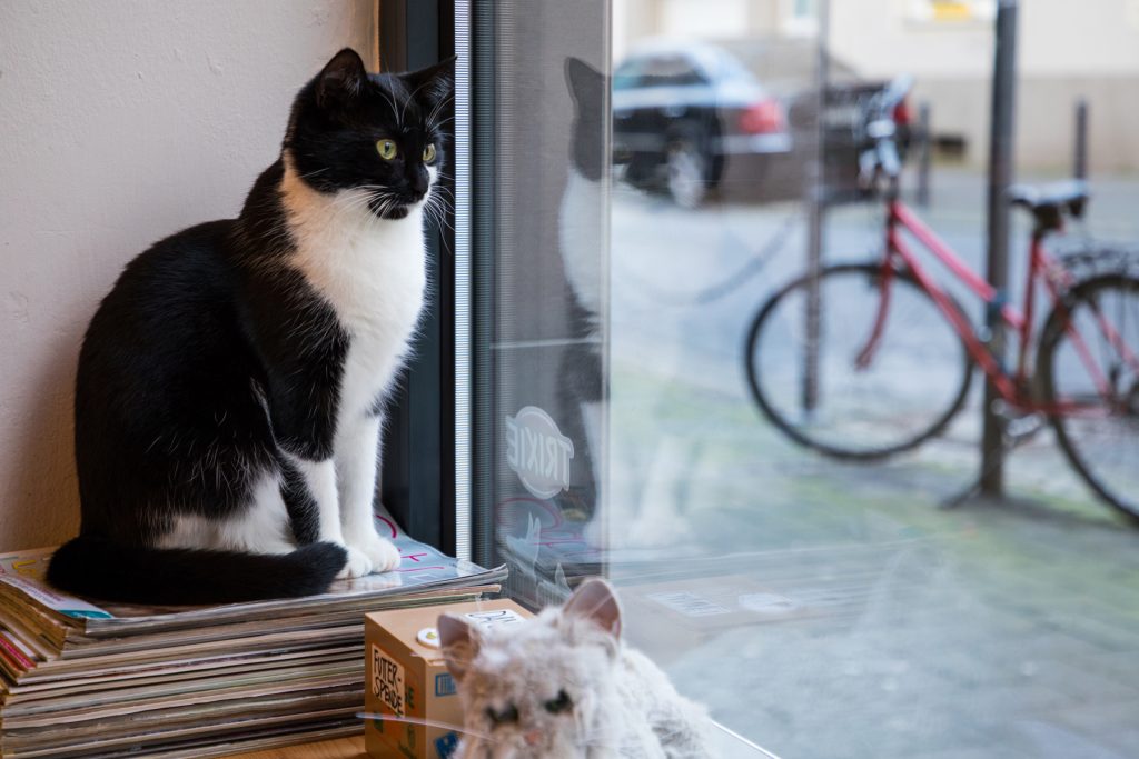 Katzencafé Köln
