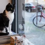 Kaffee, Kuchen, Katzen