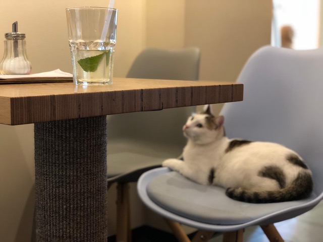 Kaffee, Kuchen und Kratzbaumtische