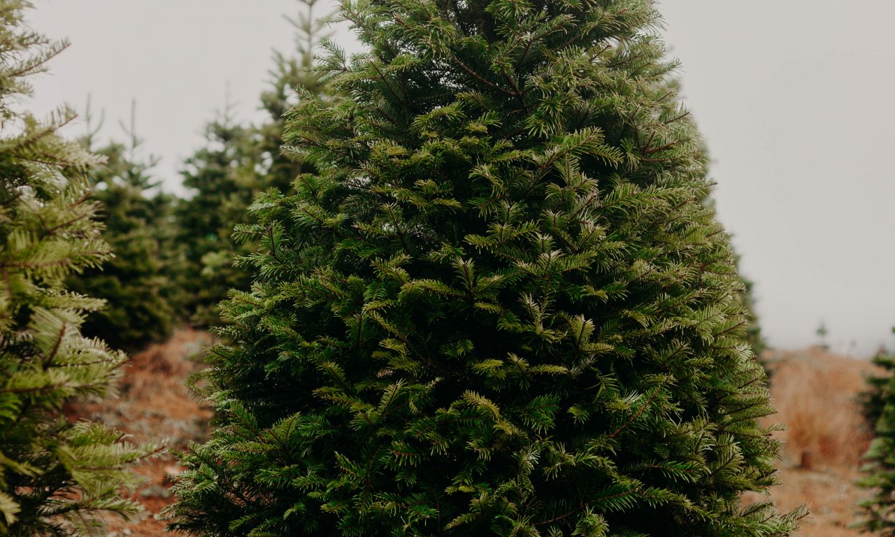 Oh Tannenbaum in der Pandemie