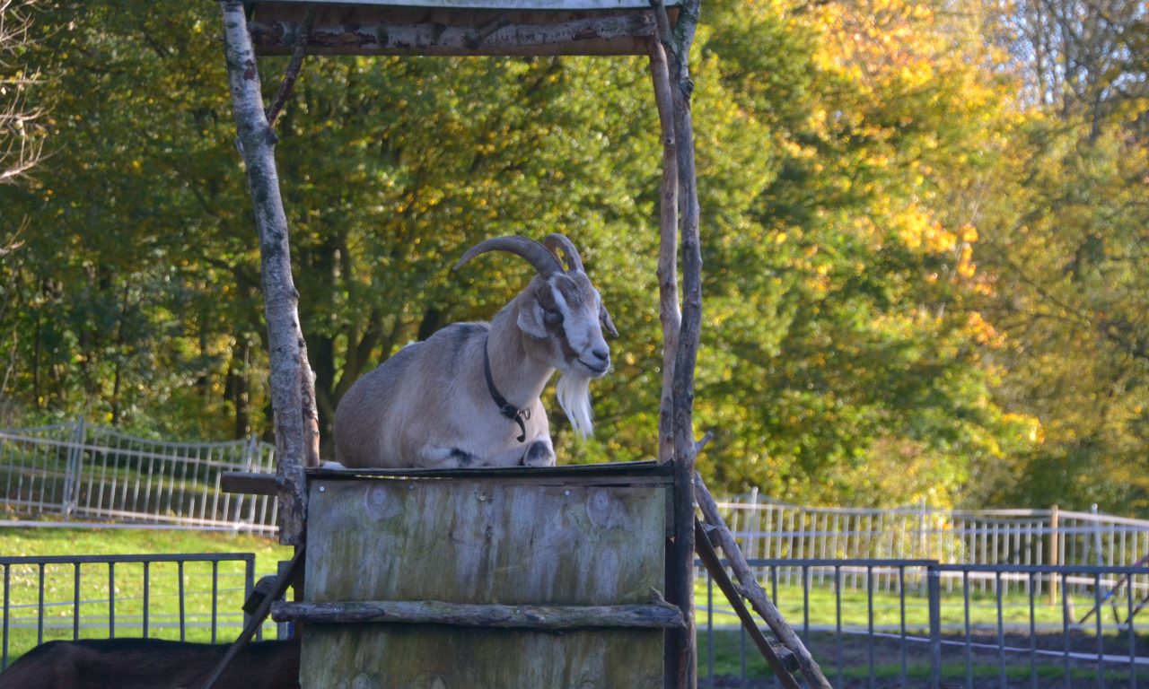 Manege frei – Bock auf Rock im Circus Probst