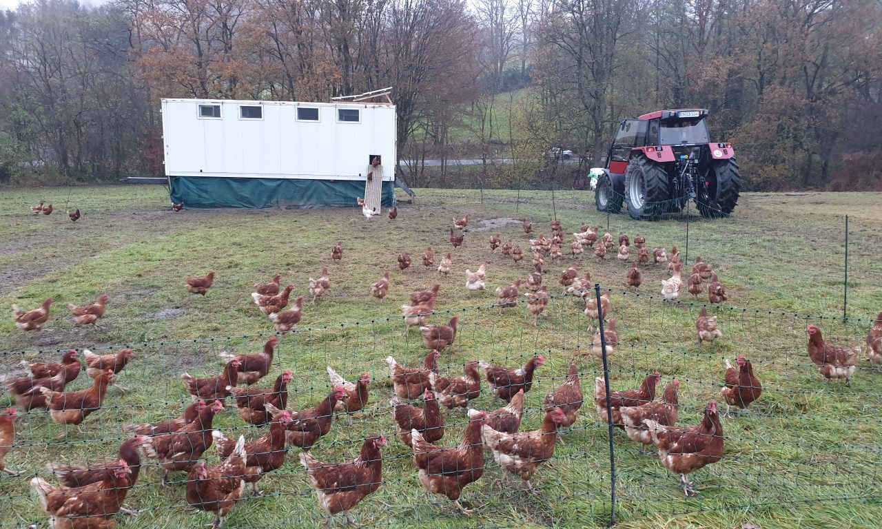 Hühner auf Tour