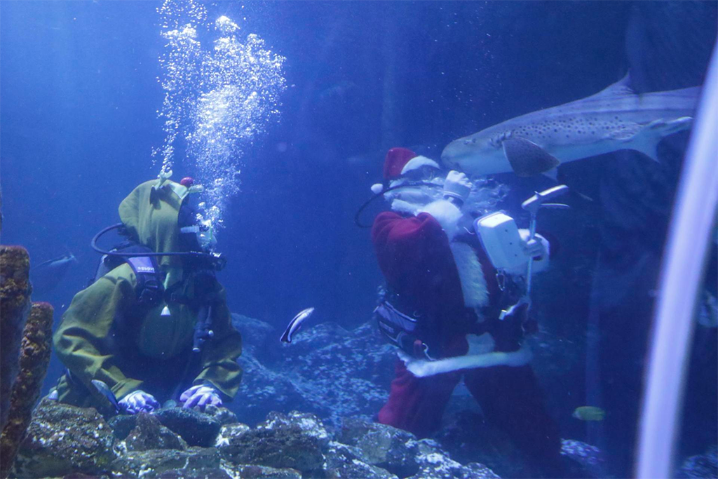 Besuch vom Nordpol – Der Nikolaus taucht im Sea Life in Oberhausen