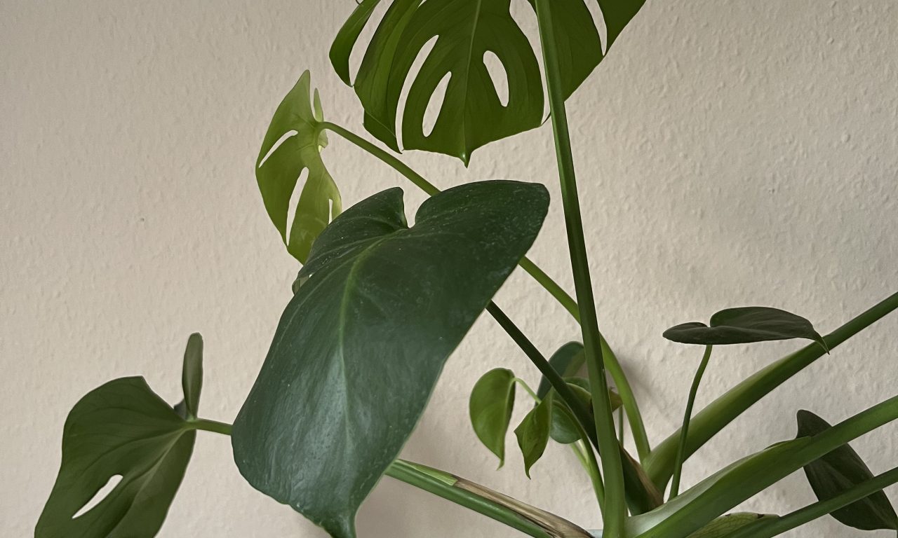 Pflanzen für den halbgrünen Daumen