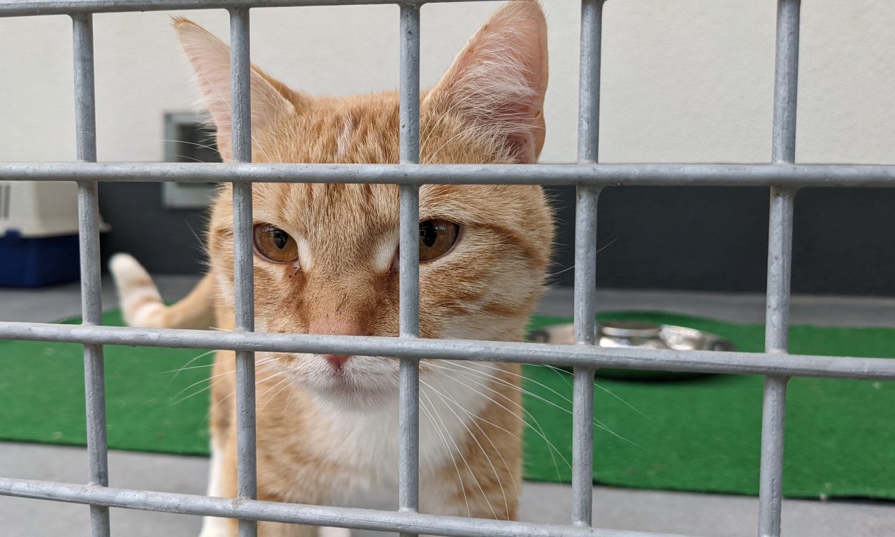 Ein Welpe per Mausklick