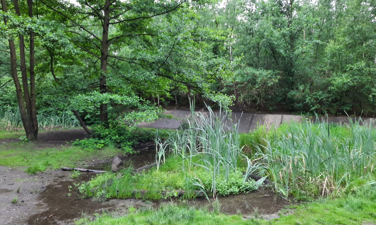 „Natur frisst Stadt“