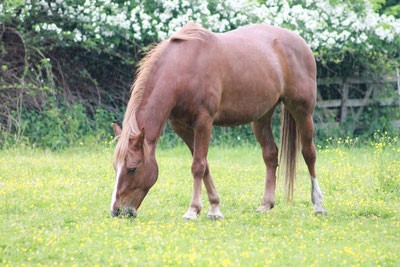 Gnade für die Tiere