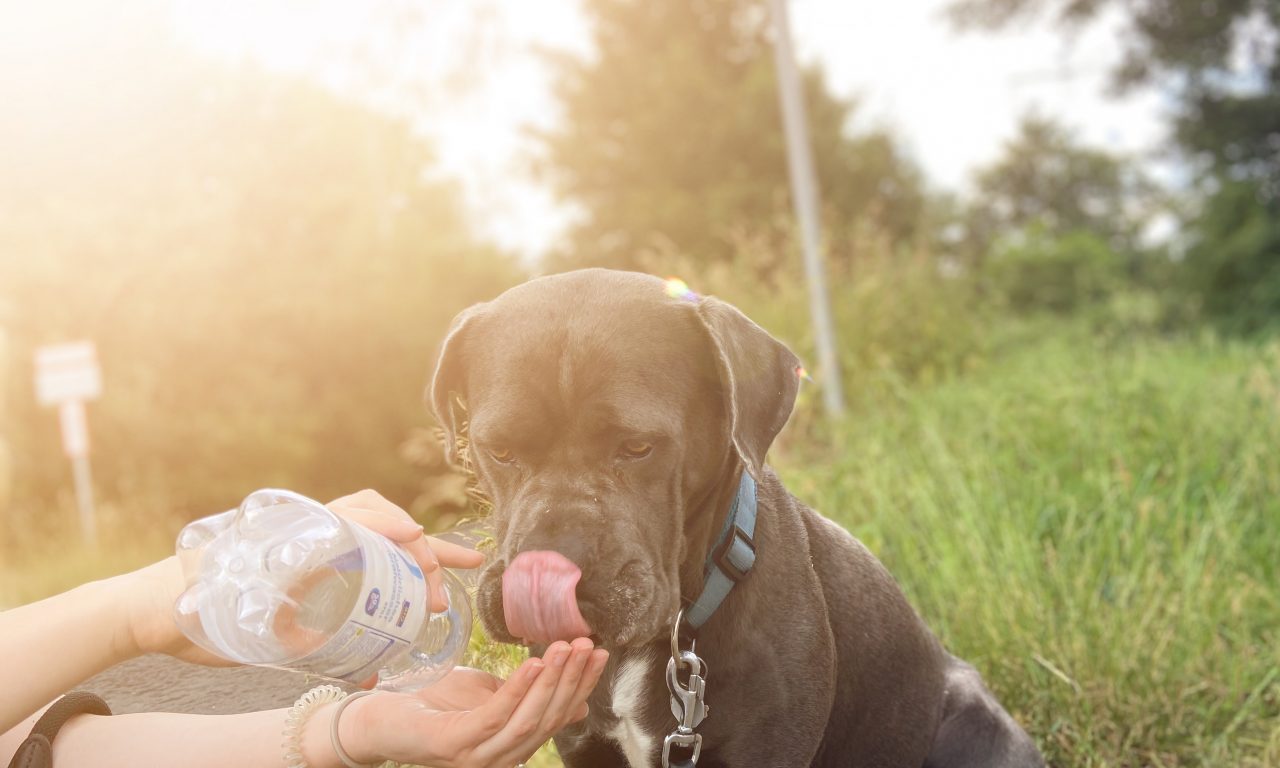 Tierische Hitze: So schützen Sie ihre Vierbeiner an heißen Tagen