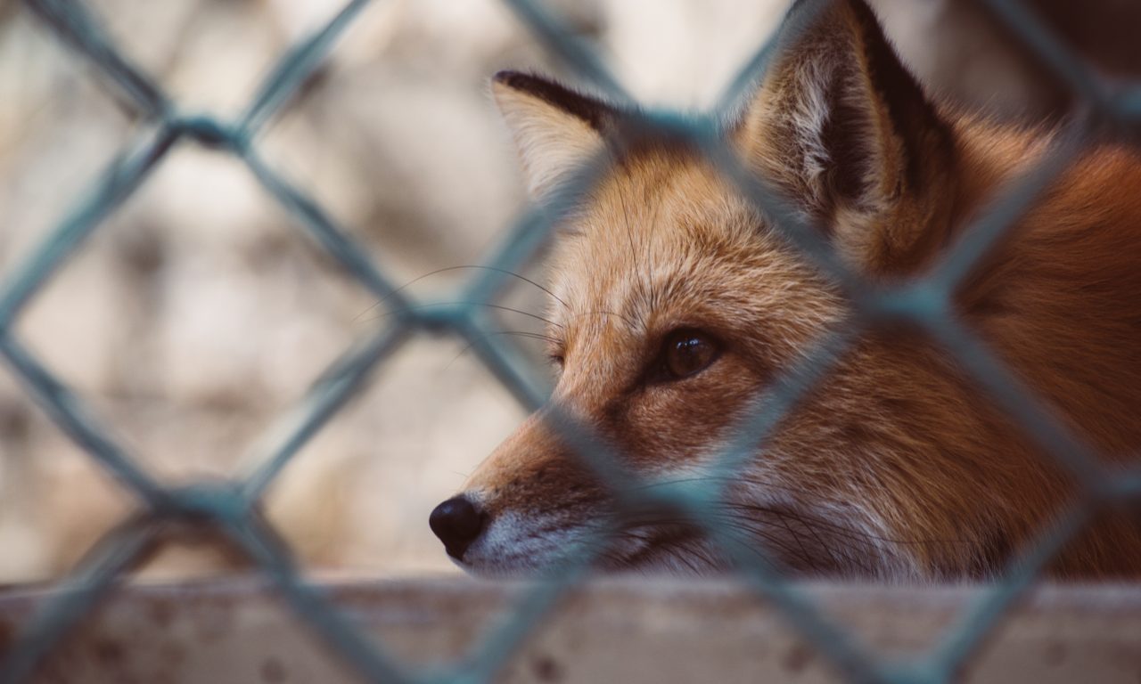 <strong>Pelz ist nicht mehr tragbar</strong>