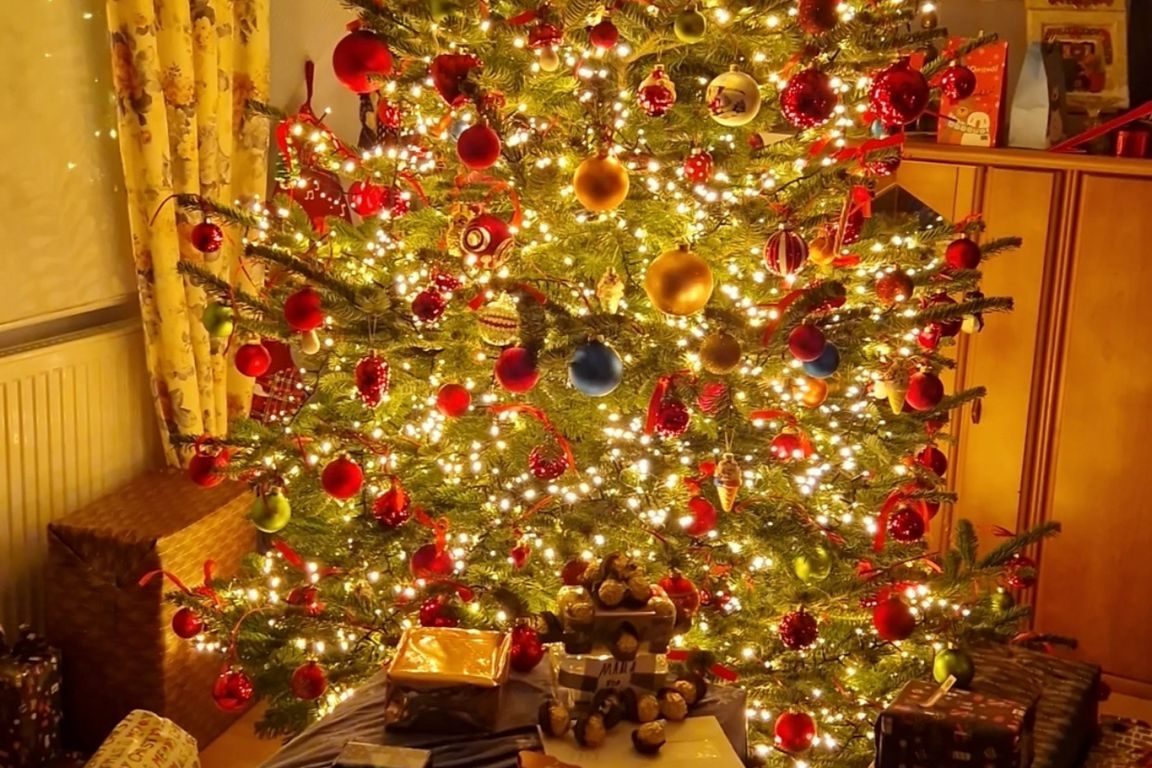 Oh Tannenbaum, oh Tannenbaum, wie giftig sind deine Blätter