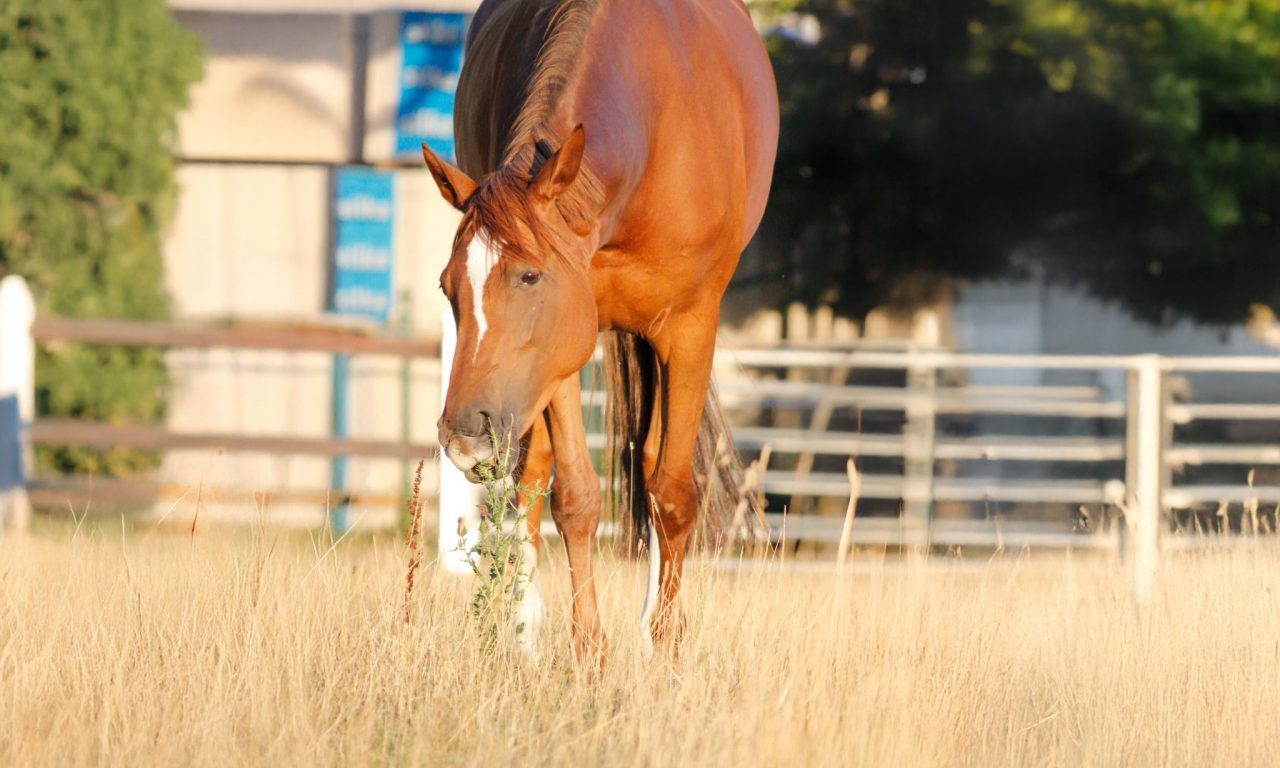 Pferdepanik an Silvester