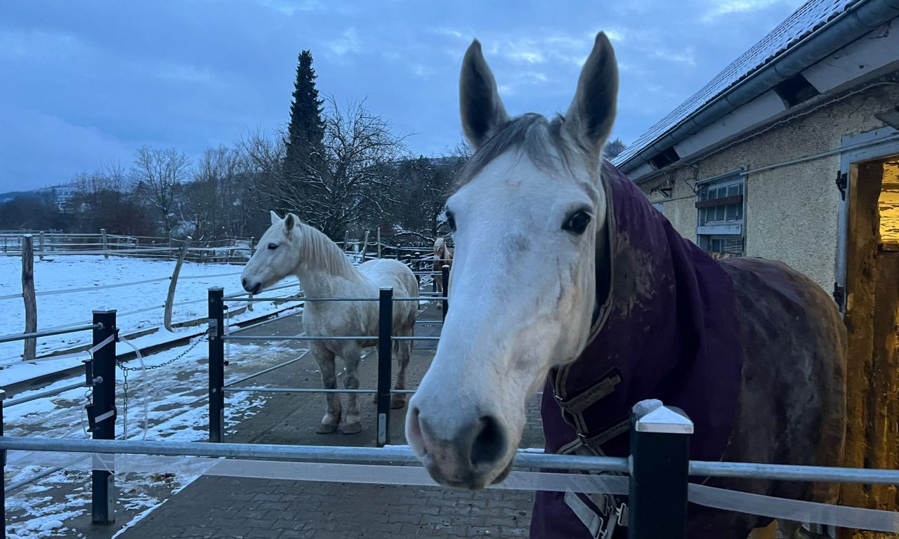 Silvesterstress für Pferd und Besitzer