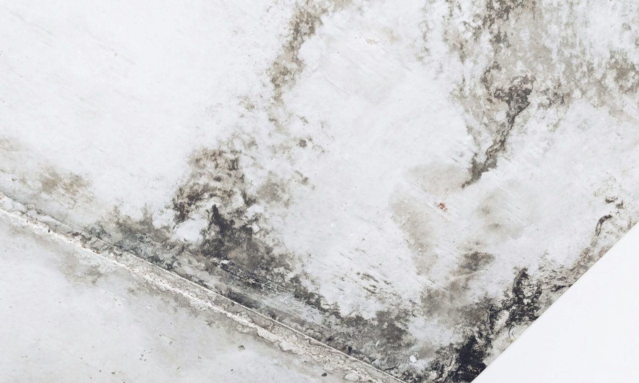 Schimmel in der Wohnung – was tun?