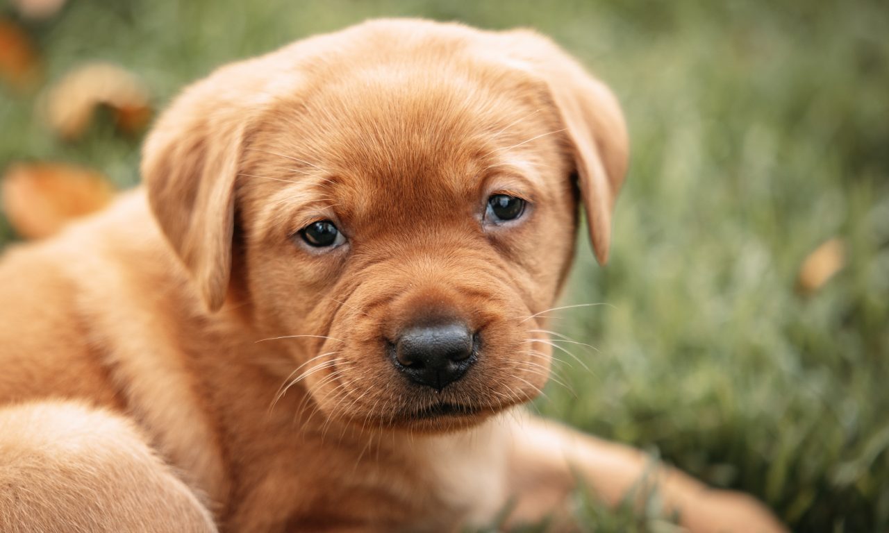 Tierheim oder Züchter – woher sollte der Hund kommen?